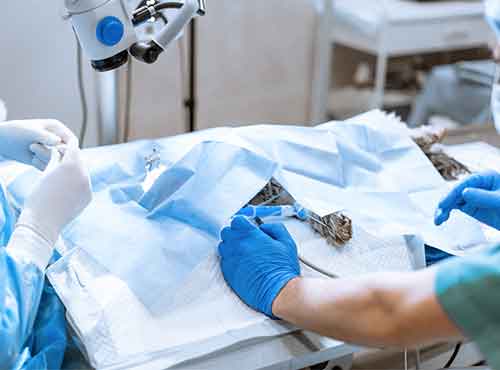 cirurgias-ortopedicas-pets-auqmia-clinica-veterinaria