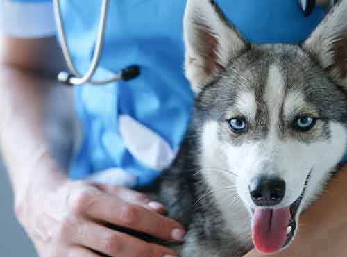consultas-pets-auqmia-clinica-veterinaria