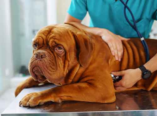 exames-pets-auqmia-clinica-veterinaria