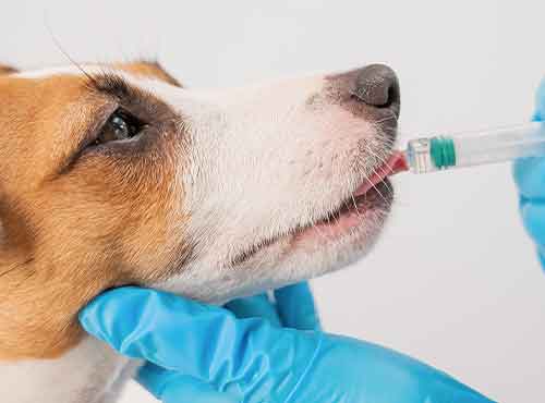 ivacinas-pets-auqmia-clinica-veterinaria