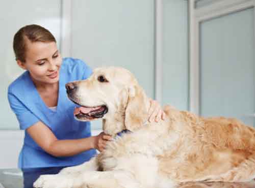 internamento-pets-auqmia-clinica-veterinaria